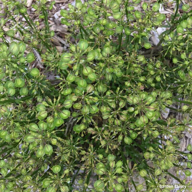 close up view of Candytuft seedpods left on the plant before pruning