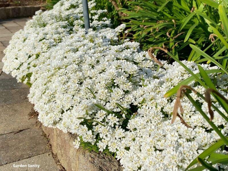 Candytuft flowers spilling over a rock wall