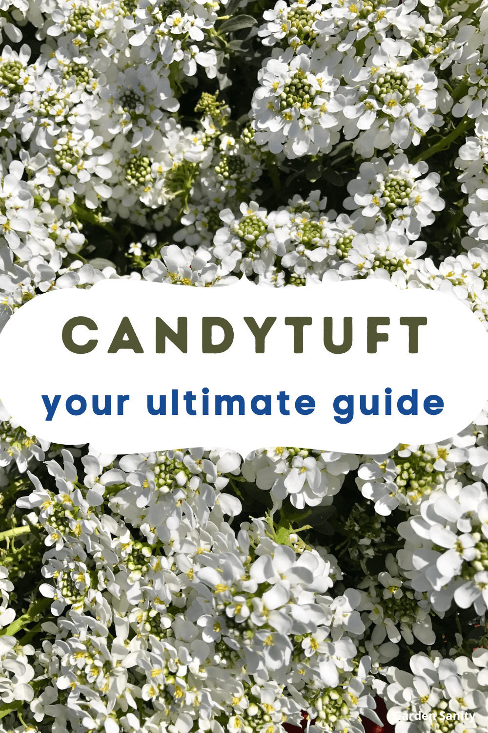 Candytuft: Your Ultimate Guide showing the pretty white flowers up close