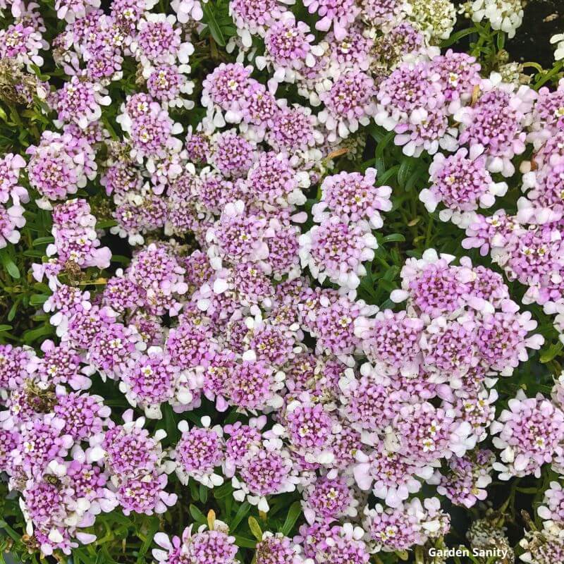 Pink Ice Candytuft flowers up close