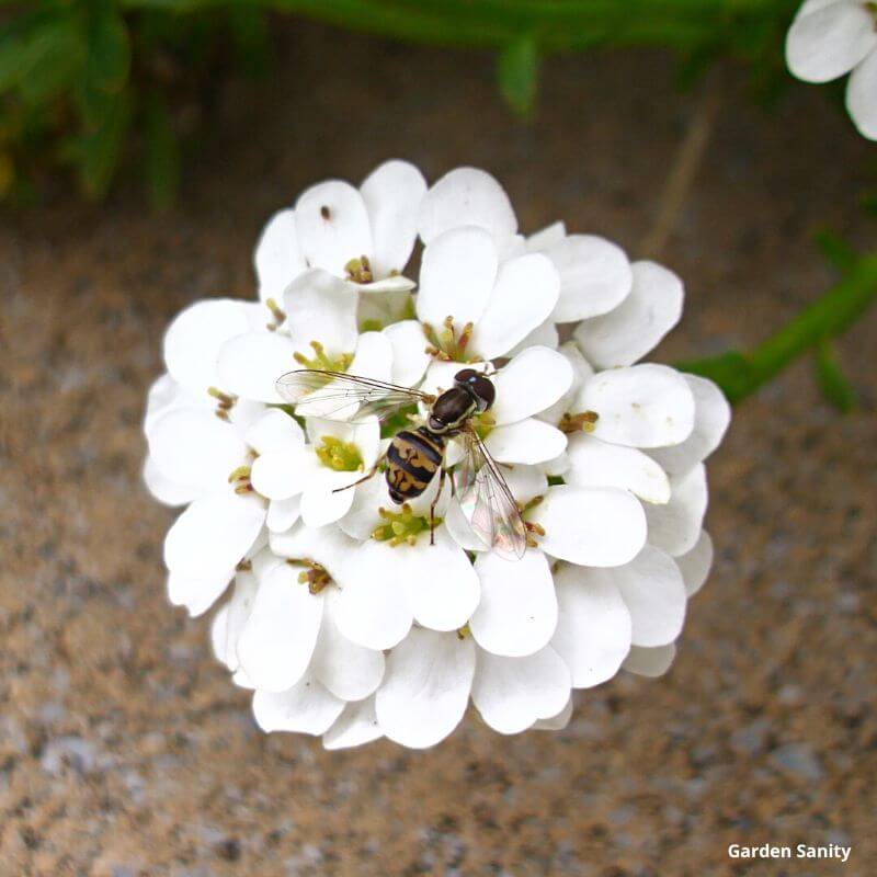 small bee on a white Candytuft flower close up