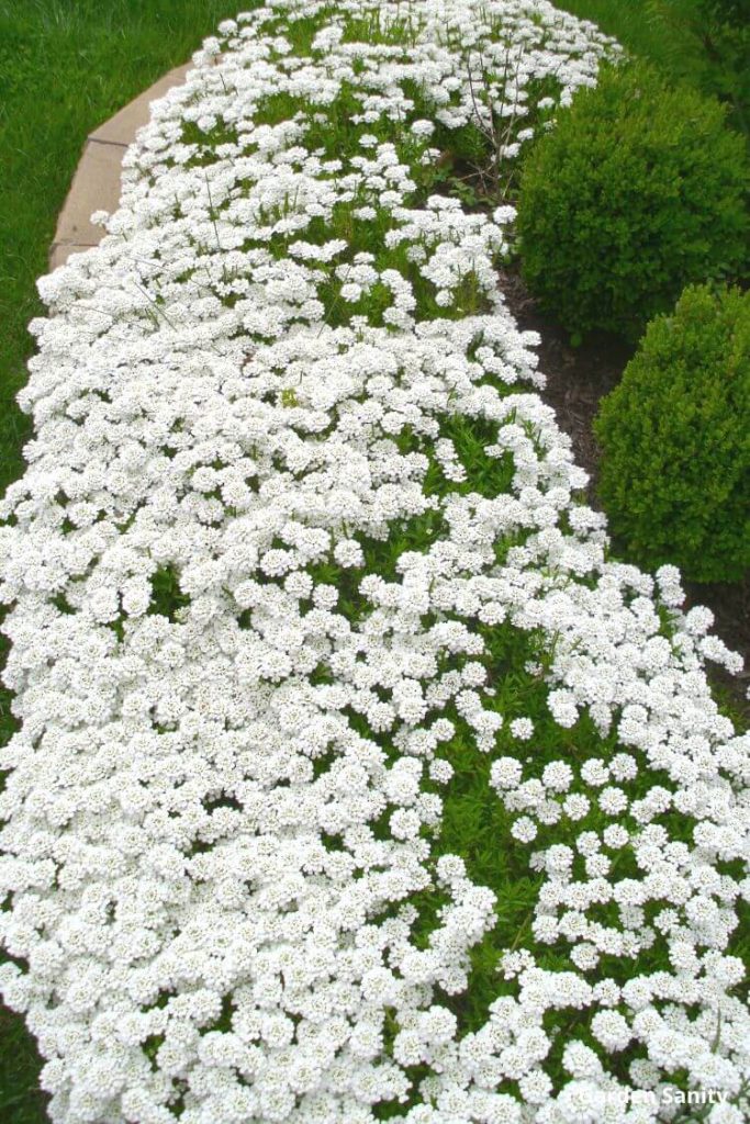 a blanket of white flowers completely covering the plants