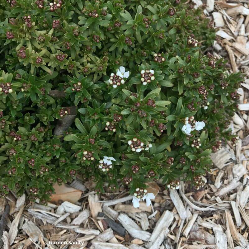 Candytuft in early Spring, covered in buds, with a few flowers opening