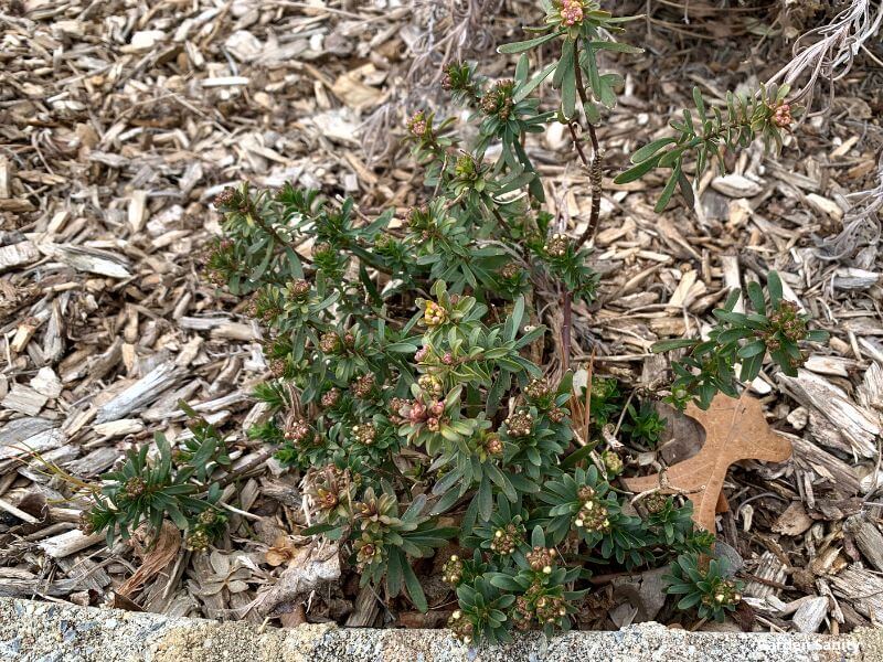 young Candytuft plant in Winter, dark green evergreen color