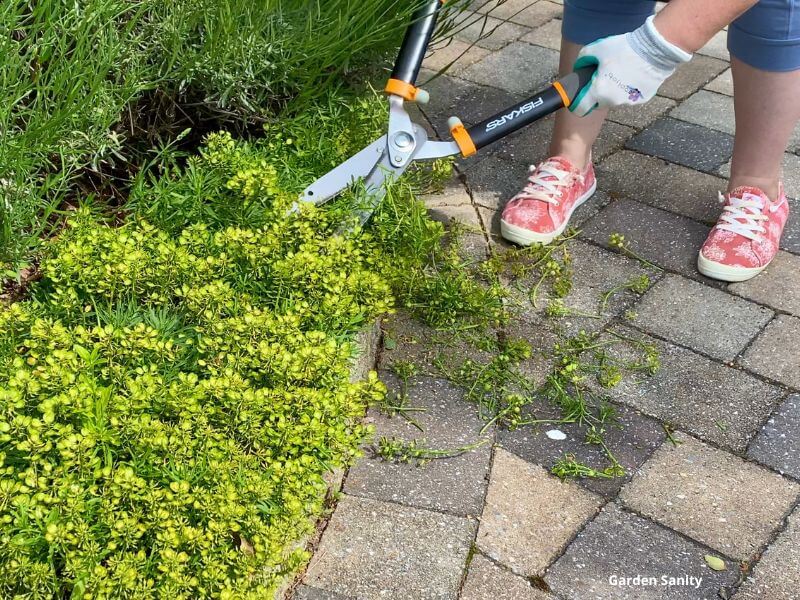 photo shows hands holding pruning shears, pruning back the Candytuft
