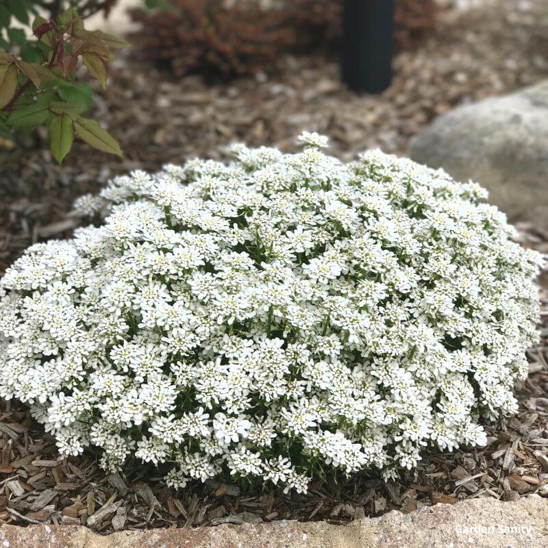 single plant in full bloom in Springtime, covered in small white flowers