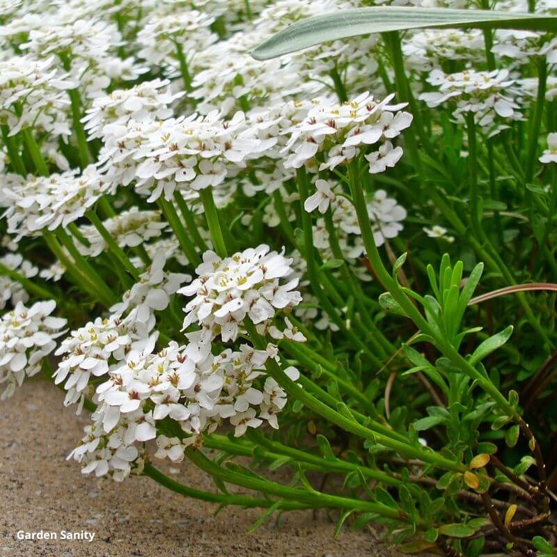 tiny white flowers on small green stems