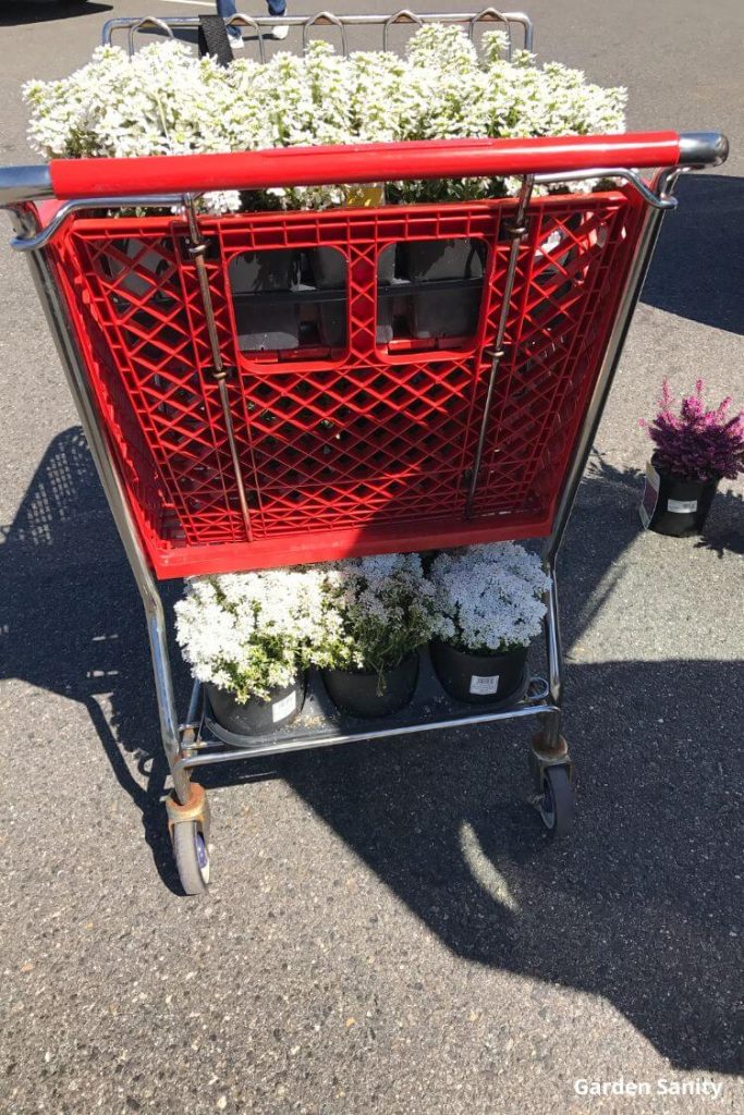 red shopping cart full of Candytuft plants