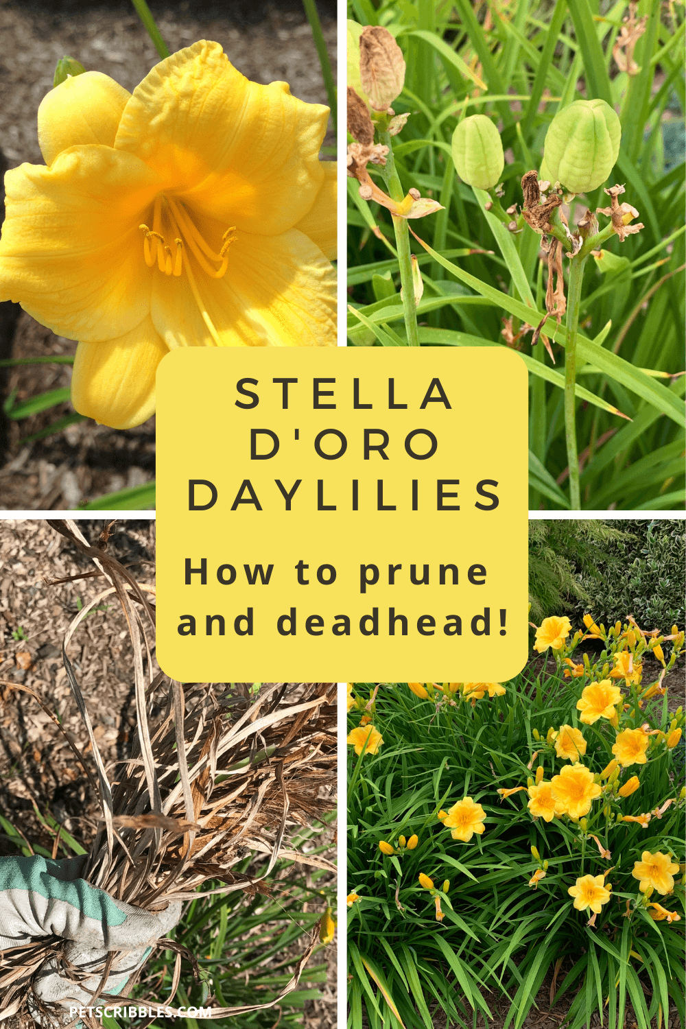 Stella D'Oro Daylilies: how to prune and deadhead (four images showing seedpods, dried stems and blooming flowers)