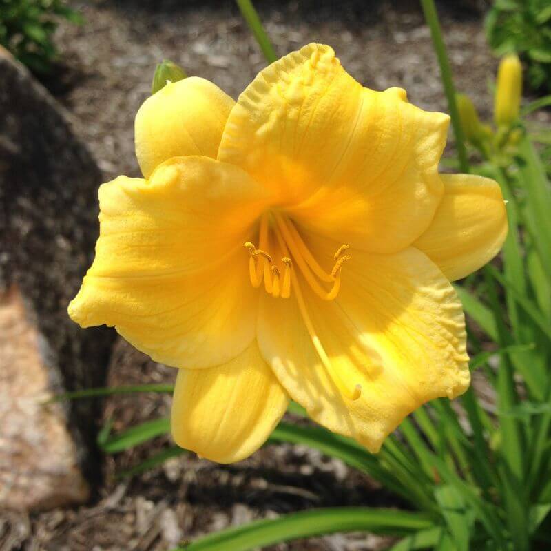 Stella D'Oro Daylily yellow flower up close